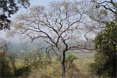 Sterculia foetida